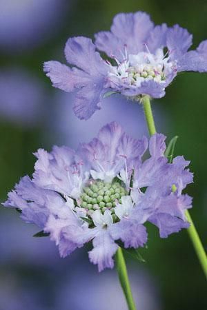 Scabiosa caucasia Fama Blue-скабиоза Фама, едроцветна синя (1245)